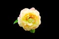 Top view, Single pure orange roses flower blossom bloom isolated on black background for stock photo, The beauty of natural Royalty Free Stock Photo