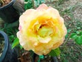 Top view, Single pure orange roses flower blossom bloom on tree blurred background for stock photo, The beauty of natural flowers Royalty Free Stock Photo