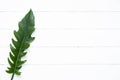 Top view of single tropical fresh green leaf on white wood background.