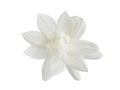 Top view, Single white flower of Grand Duke of Tuscany, Arabian white jasmine, Jasminum sambac, aroma, flora, isolated, white