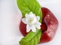 Top view, Single white flower of Grand Duke of Tuscany, Arabian white jasmine, Jasminum sambac with green leaf in a red