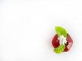Top view, Single white flower of Grand Duke of Tuscany, Arabian white jasmine, Jasminum sambac with green leaf in a red
