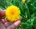 Top view of a single yellow dandelion flower head and petals in male hand Royalty Free Stock Photo