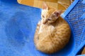 Top view of sitting orange Brazilian shorthair cat