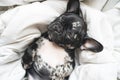 top view. sleeping black and white french bulldog puppy on the white blanket Royalty Free Stock Photo