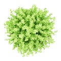 Top view of small boxwood plant isolated on white