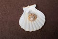 Top view of a small brown seashell on a large white shell Royalty Free Stock Photo
