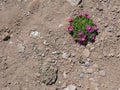 Small bush of flowers in the Atacama Desert, Chile.