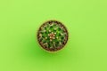 Top view of small cactus in green pot on lime color background. Royalty Free Stock Photo