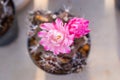 Top view of small cactus with pink flowering cactus selective focus in flowerpot houseplant