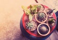 Top view of small cactus pot collection Royalty Free Stock Photo