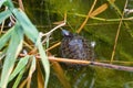 Top view small cute Pond Slider or Trachemys scripta turtle in water