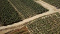 Top view of small fields for growing of food plants. Clip. Various fields of small areas for growing food vegetation for
