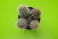 Top view small green cactus plant in pot isolated on green background