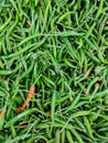 Top view small green chillies used in cooking Royalty Free Stock Photo