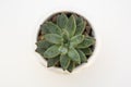 Top view small green echeveria succulent plant isolated on white desk background with copy space. Work table Royalty Free Stock Photo