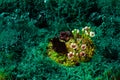 Green moss and grass with small flowers in centre