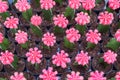 Top view of small pink cactus selective focus in flowerpot houseplant