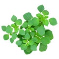 Top view of the small plant, green fresh leaf on center group branches, white background isolated.