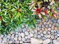 Small plant and stone on the ground in the garden
