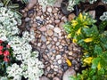 Small plant and stone on the ground in the garden