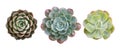 Top view of small potted cactus succulent plants, set of three various types of Echeveria succulents including Raindrops Echeveria