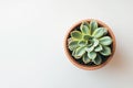 Top view of small potted succulent plant on side of white background with copy space Royalty Free Stock Photo