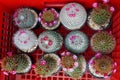 Top view of small potted various types Mammillaria cactus succulent plants with tiny pink flowers on red plastic basket Royalty Free Stock Photo