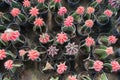 Top view of small red cactus selective focus in flowerpot houseplant