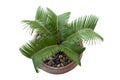 Top view of Small Sago Palm is growing in pot on white background.
