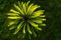 Top view of small sago palm tree plant Royalty Free Stock Photo