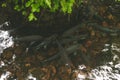 Top view of a small shoal of fish swimming in clear pond water