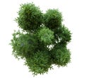 top view small tree group on white background with clipping path Royalty Free Stock Photo