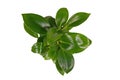 Top view of small tropical `Philodendron Green Princess` houseplant on white background