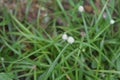 Top view of a small white flower of a White water sedge weed plant Royalty Free Stock Photo