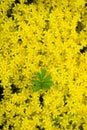 Top view on small yellow garden flowers with a green leaf. Flower background Royalty Free Stock Photo