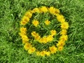 Top view on Smile of yellow dandelion flowers Royalty Free Stock Photo