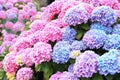 A top view of a smooth hydrangea or wild hortensia blue and violet flowers.