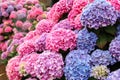 A top view of a smooth hydrangea or wild hortensia blue and violet flowers.