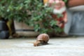 Top view of snail, focus selective