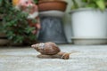 Top view of snail, focus selective