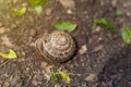 Top view of a snail shell on the soil. A garden snail creeps on soft forest soil