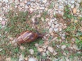 Top view a snell crawling on the field. Royalty Free Stock Photo