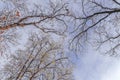 Top view of snow covered forest tree with natural sky background