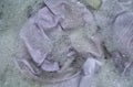 Top view of soak a cloth or sheets before washing, white sheets Royalty Free Stock Photo