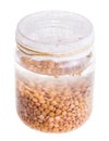 Top View of Soaked Sprouting Lentils Royalty Free Stock Photo