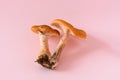 soft focus mushrooms on a pink background Royalty Free Stock Photo