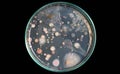 Top view soil microorganisms Nutrient agar in plate on black background Royalty Free Stock Photo