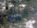 Top view Soro Brook Carp fish or Neolissochilus stracheyi species swimming in shallow pond natural waterfall, Khao Lak Thailand