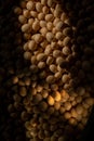 Top View of Soy beans seeds grain. Soybeans. Soya. Healthy Produce.